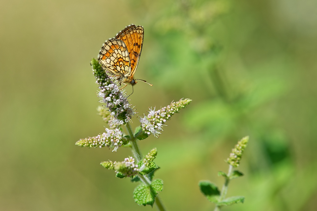 DSC_1800_DxO.jpg
