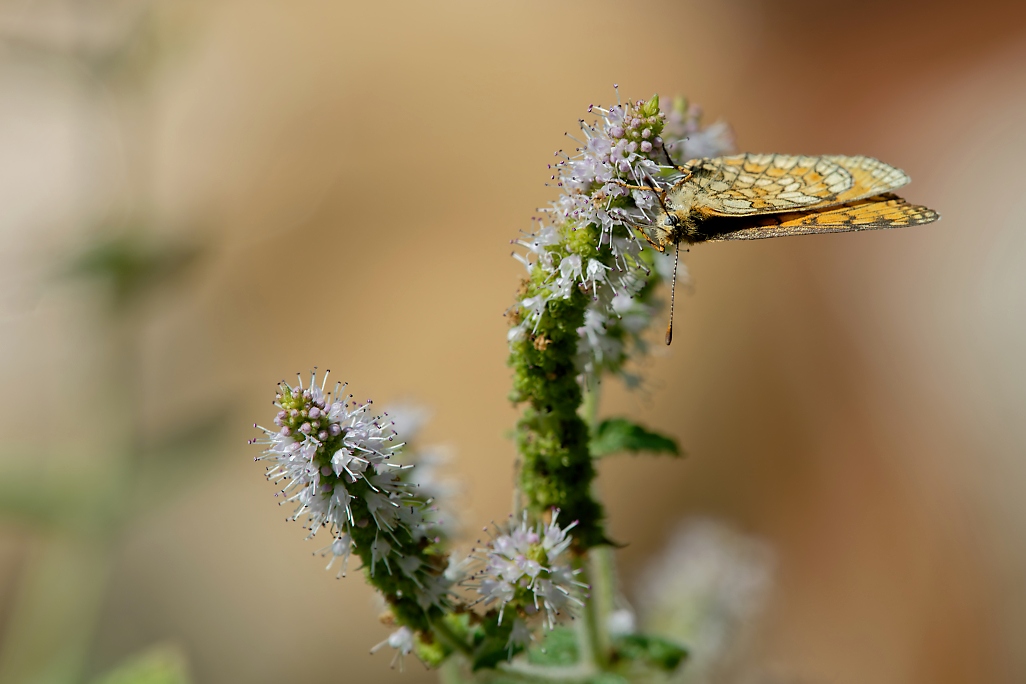 DSC_1804_DxO.jpg