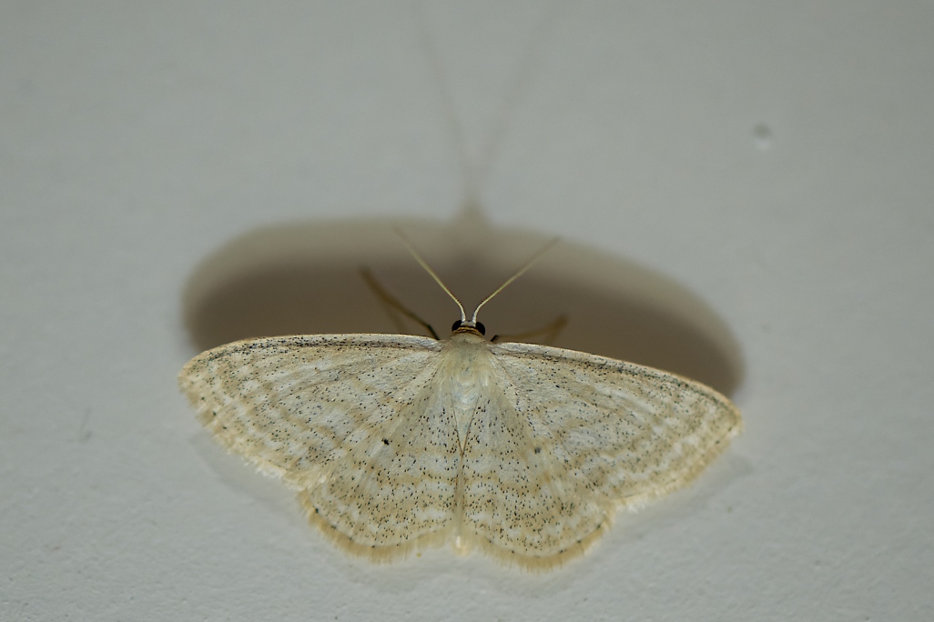DSC_2217_DxO.jpg