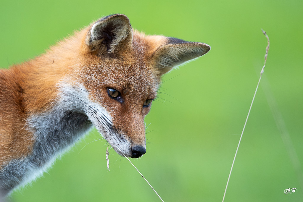 Renard Roux (Vulpes vulpes)-472.jpg