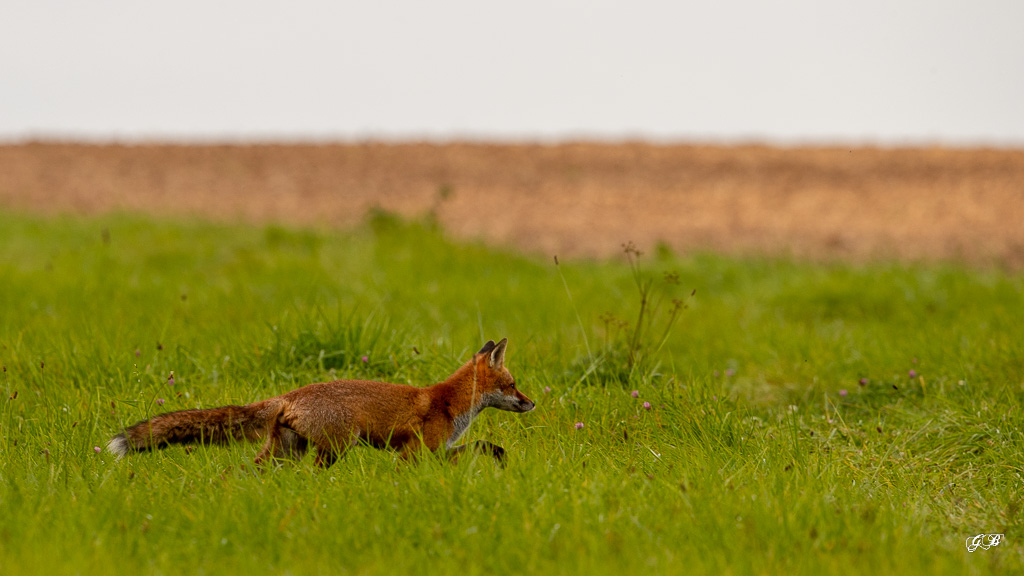 Renard Roux (Vulpes vulpes)-480.jpg