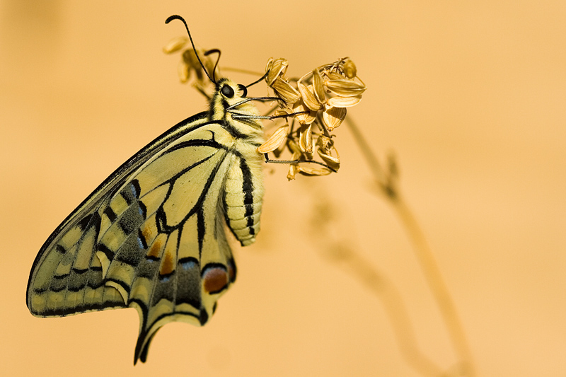machaon2.jpg