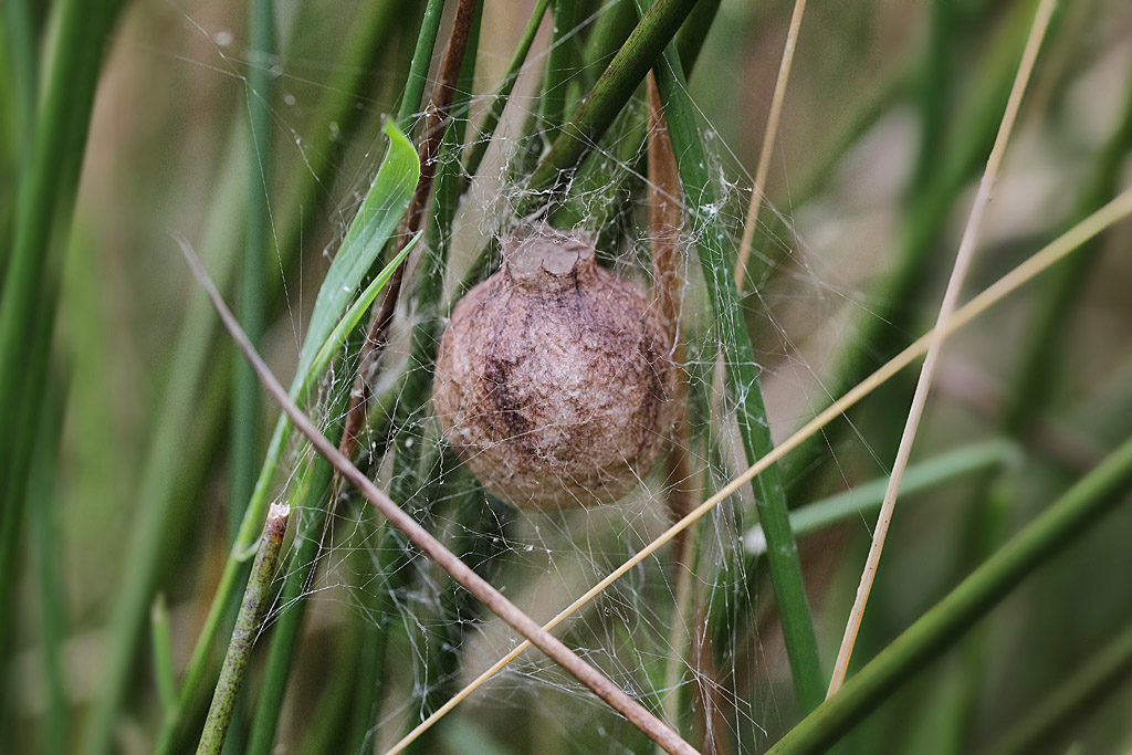 Argiope frelon nid 4 IN.jpg