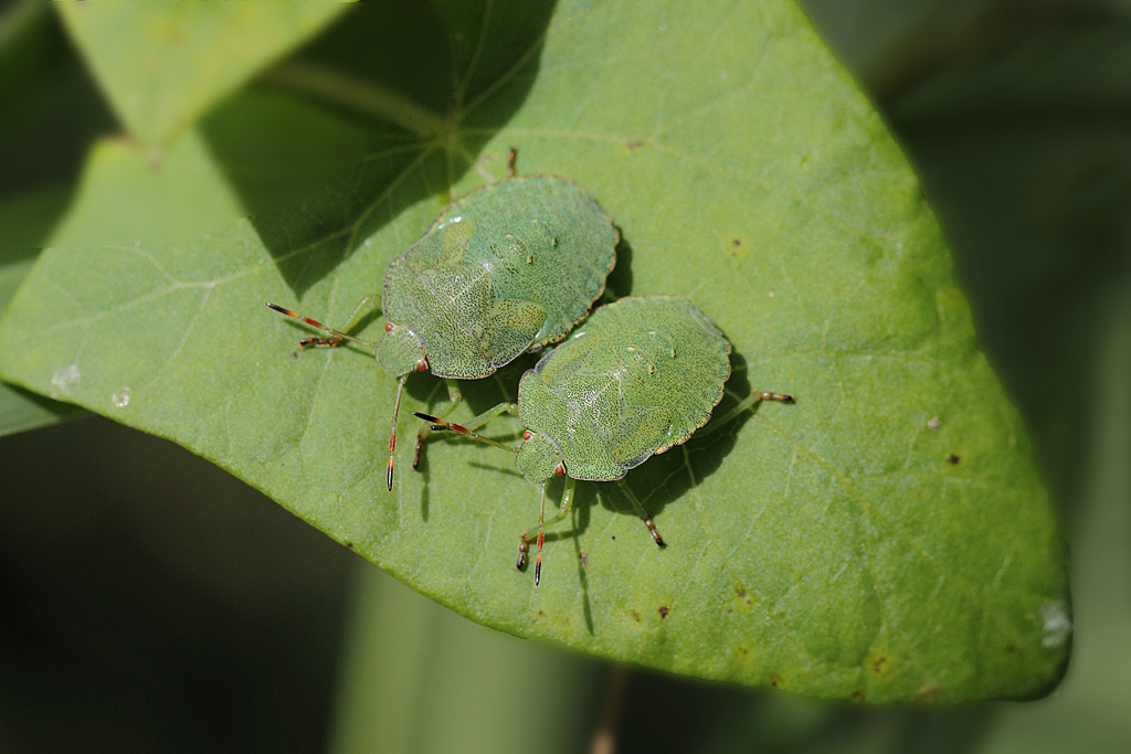 Palomena prasina 6 IN.jpg