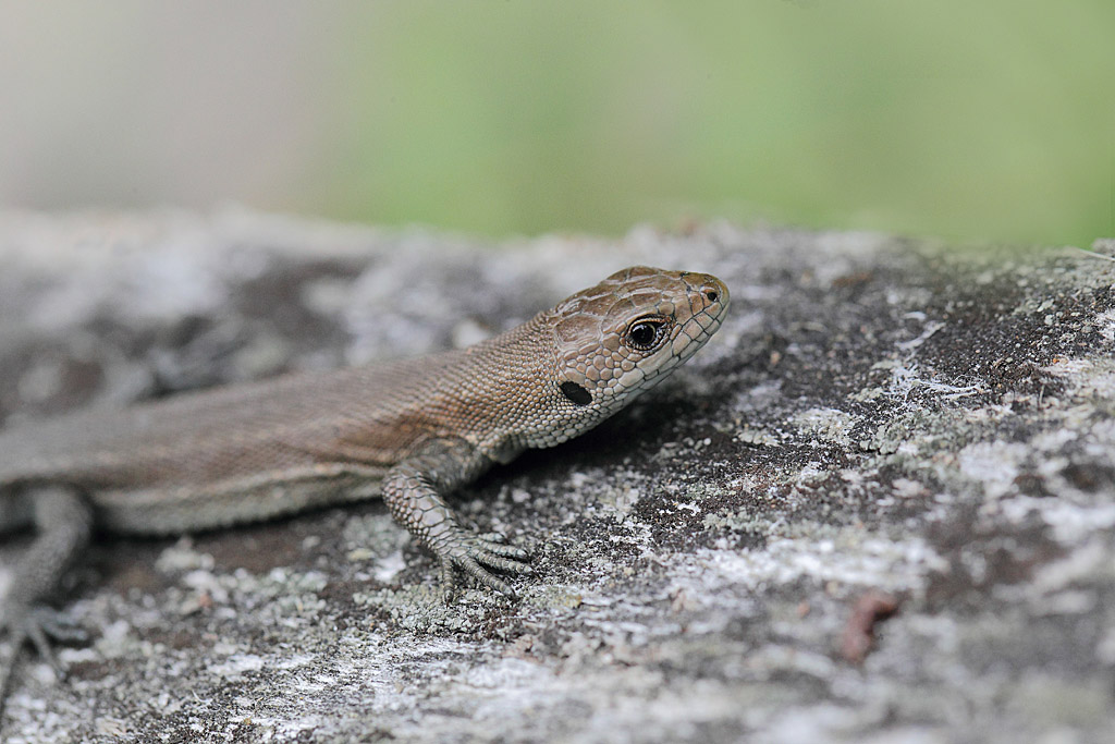 Lézard vivipare 15 IN.jpg