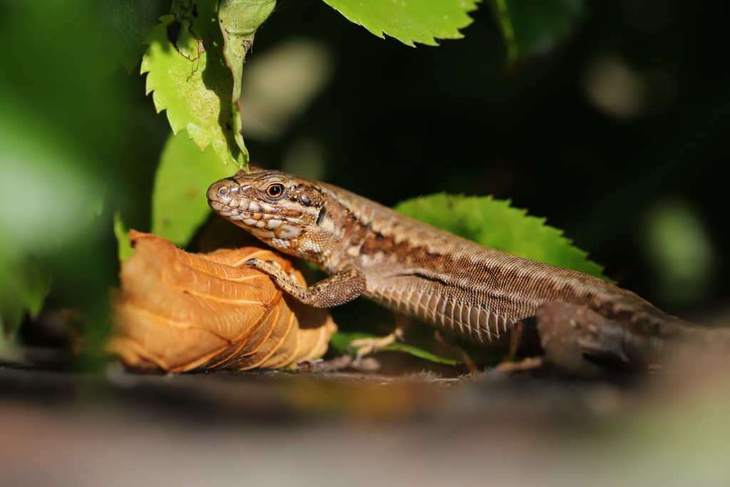 Lézard des murailles - Podarcis muralis 39 I&N.JPG