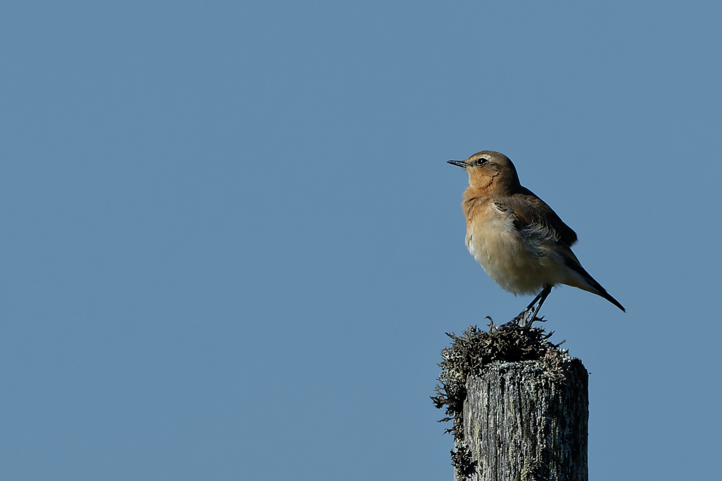 DSC_2131_DxO.jpg