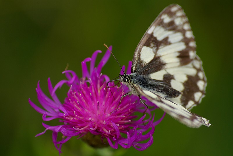 IMGP5257.jpg