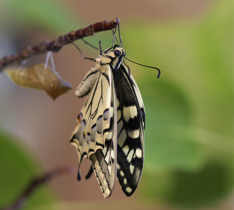 MACHAON SECHAGE-DSC06194.jpg