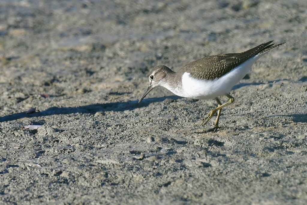 DSC_7767.JPG