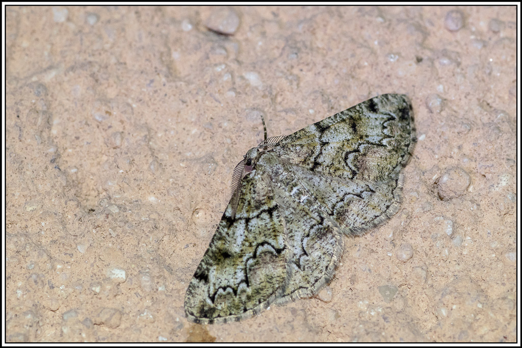boarnie-des-lichens(cleorodes-lichenaria)(1).jpg