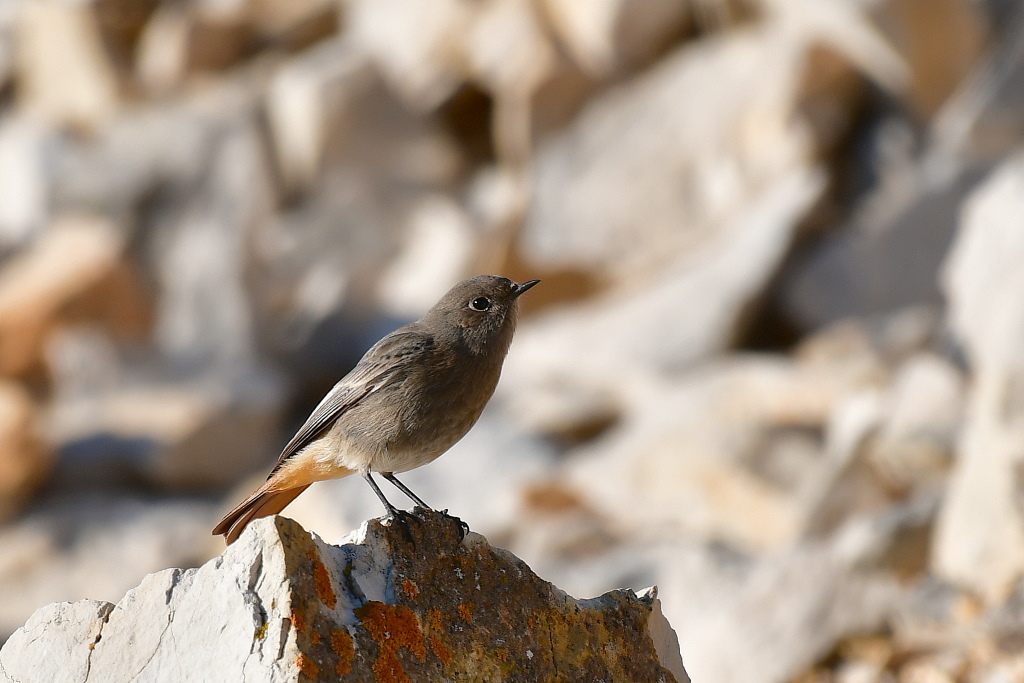 DSC_9683.JPG