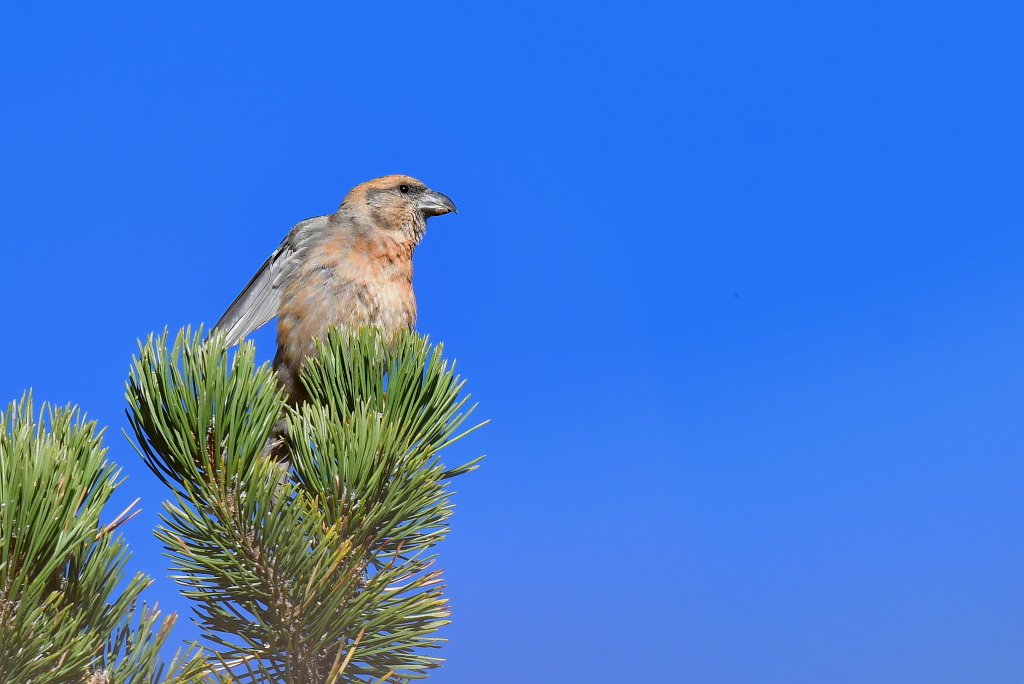 DSC_9701.JPG