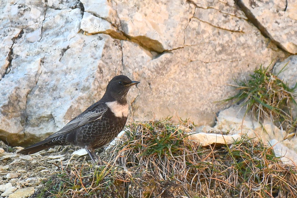 DSC_1758.JPG