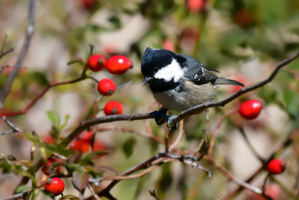 DSC_9767.JPG