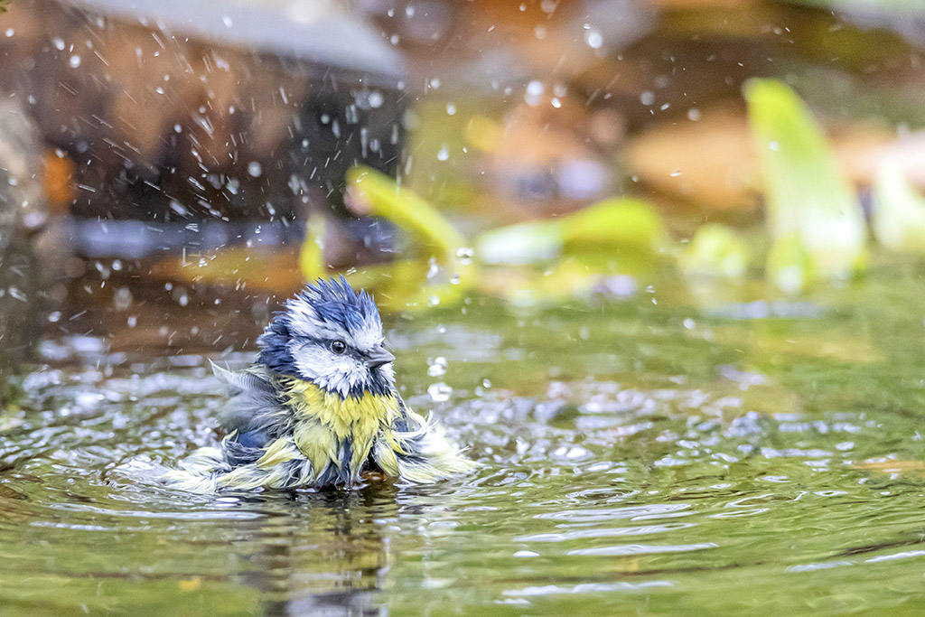 Mésange Bleue - Le bain  2.jpg