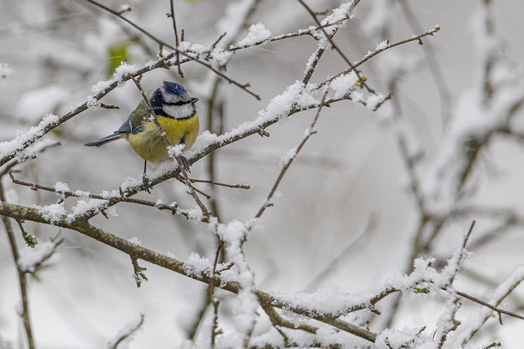 Mésange Bleue - Tempête de neige 1.jpg