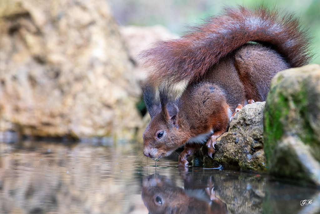 Ecureuil roux (Sciurus vulgaris) Red squirel-500.jpg