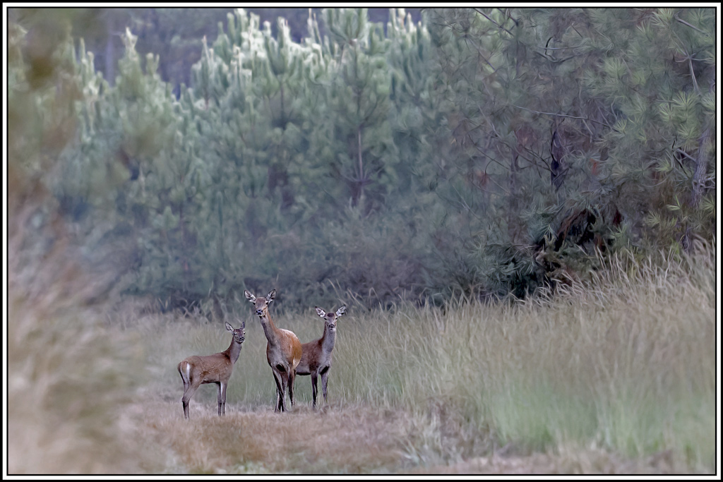 cerf(3637)(1).jpg