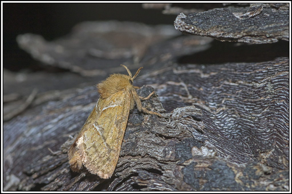 sylvine(triodia-sylvina)(1).jpg