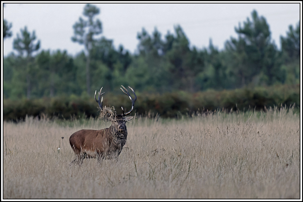 cerf(3651).jpg