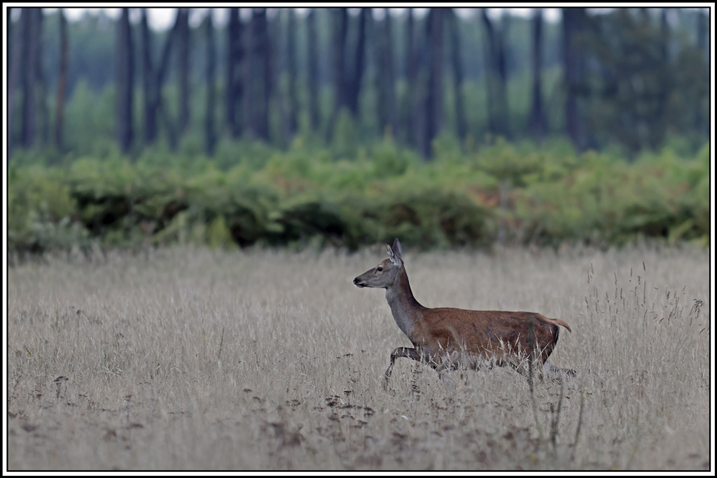 cerf(3640).jpg
