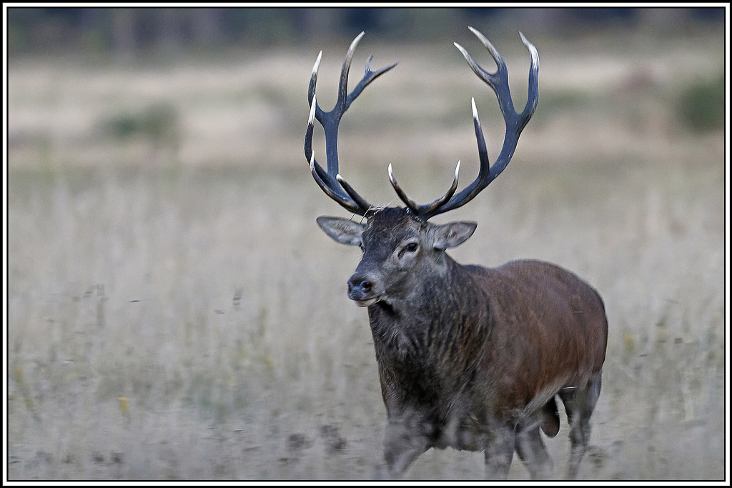 cerf(3654).jpg