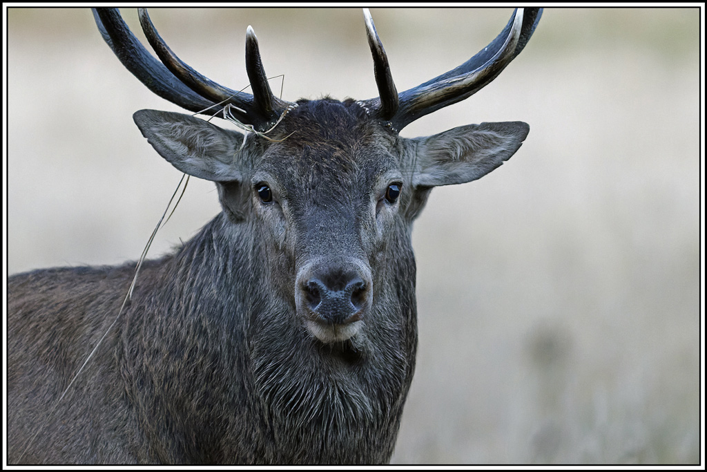 cerf(3657).jpg