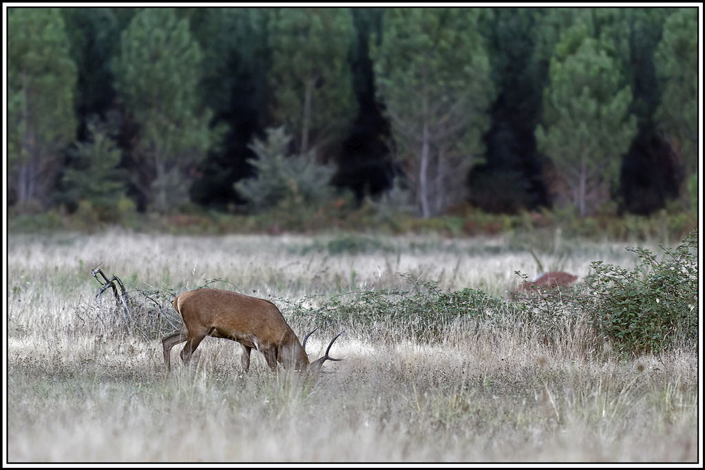 cerf(3668).jpg