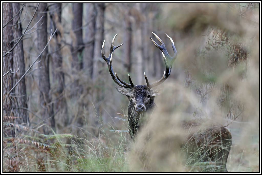 cerf(3679).jpg