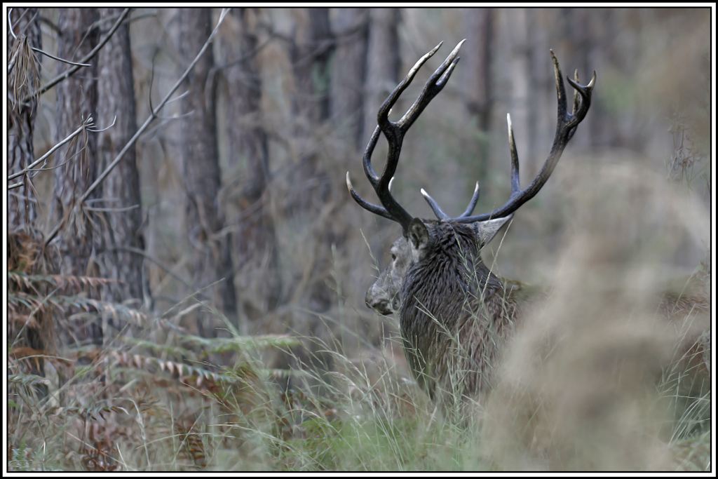 cerf(3680).jpg