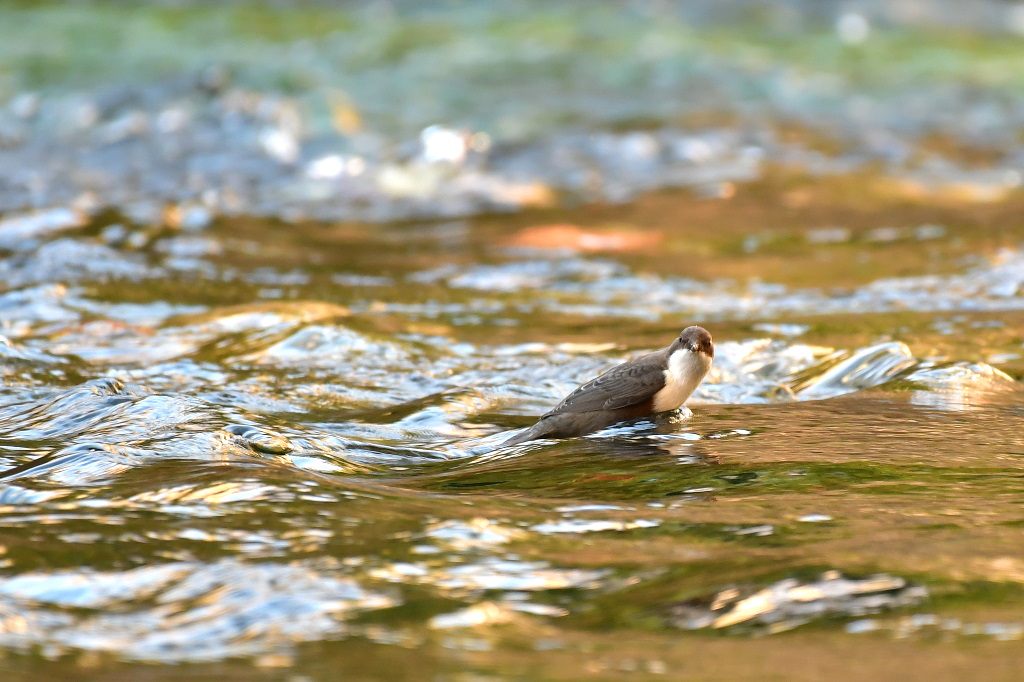 DSC_0423.JPG
