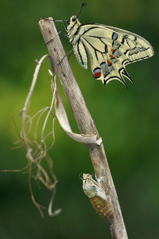 Machaon 5.jpg