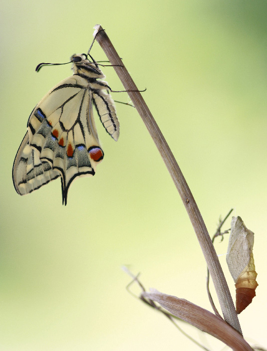 Papilio machaon 069.jpg