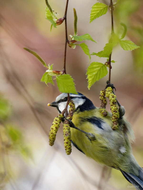 Petite Bleue _DxO 800.jpg