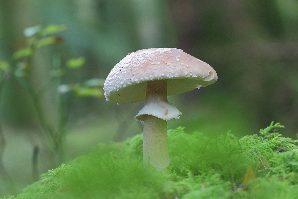 Golmotte - Amanita rubescens.JPG