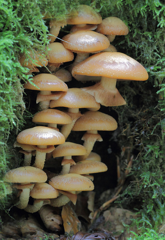 Agaric à soupe - Kuehneromyces mutabilis.JPG