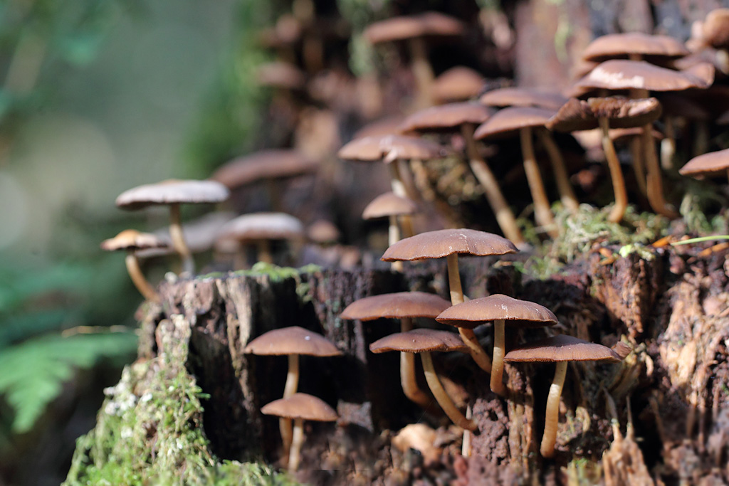 Psathyrelle hydrophyle - Psathyrella piluliformis.JPG