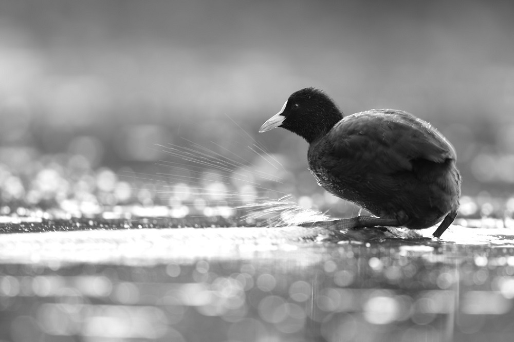 _DSC3167_DxO - Copie.jpg