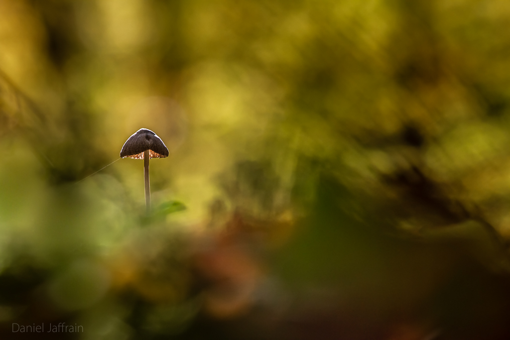Image et Nature-1-295.jpg