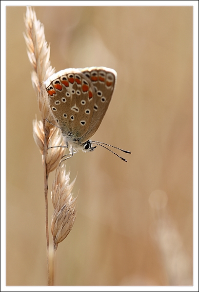 IMG_0685 Image et nature.jpg