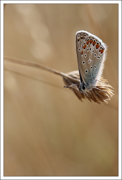 IMG_1170 Image et nature.jpg