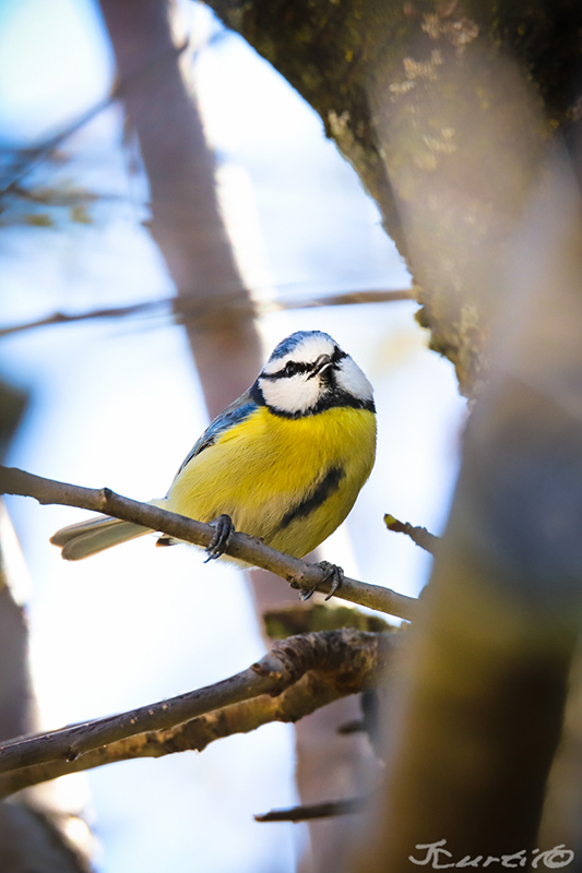 Mésange -1288.jpg