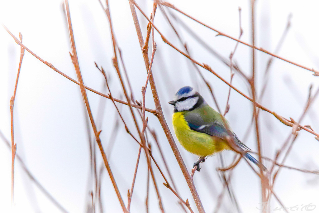 Mésange -0870.jpg