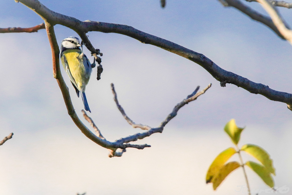 Mésange -8835.jpg