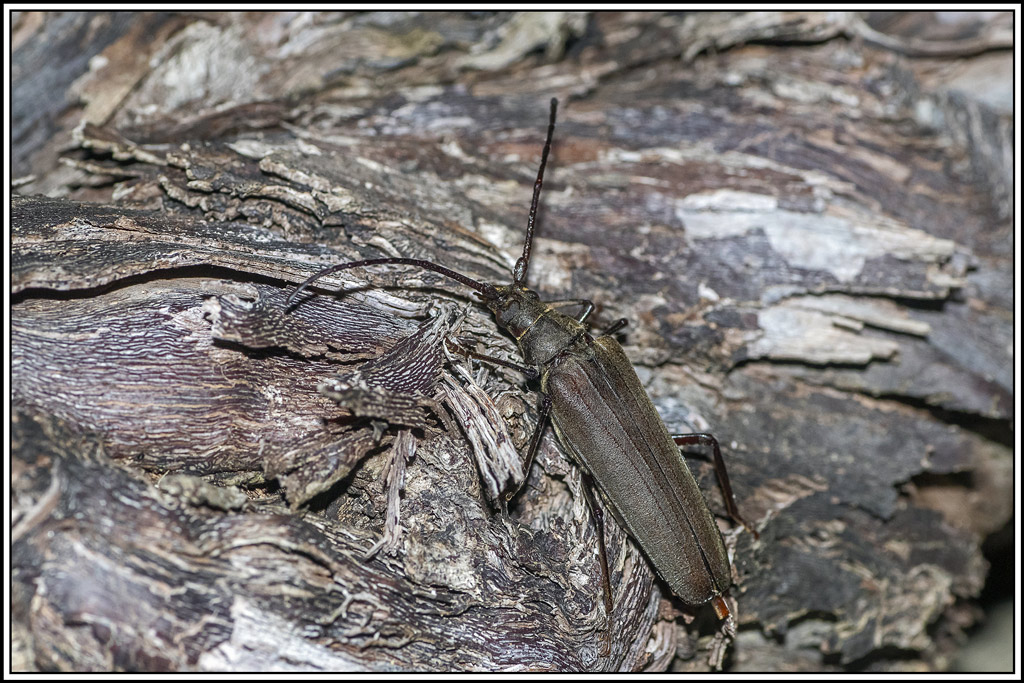 grand-capricorne(cerambyx-cerdo)(4).jpg