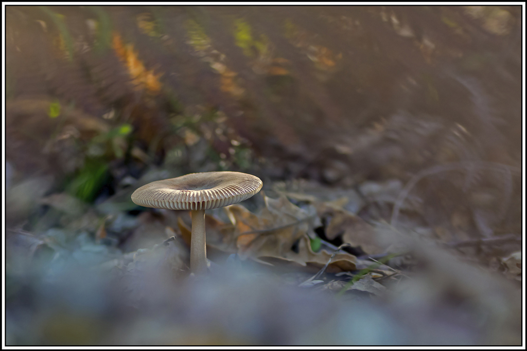 champignon(394).jpg