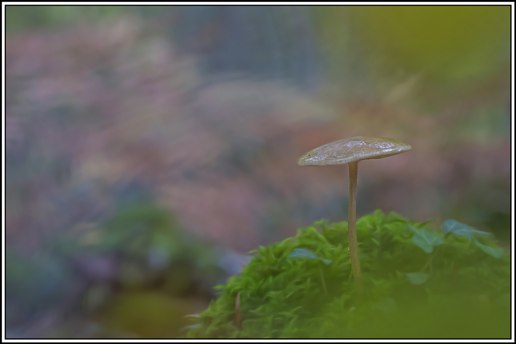 champignon(396).jpg