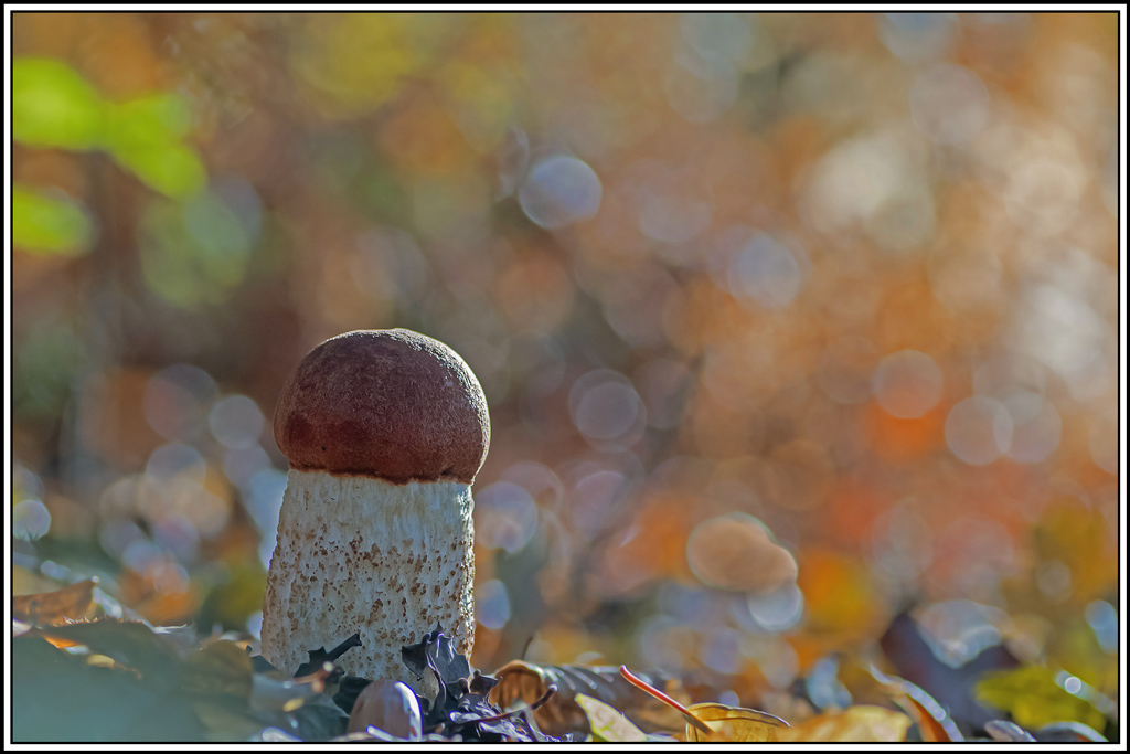 champignon(397).jpg