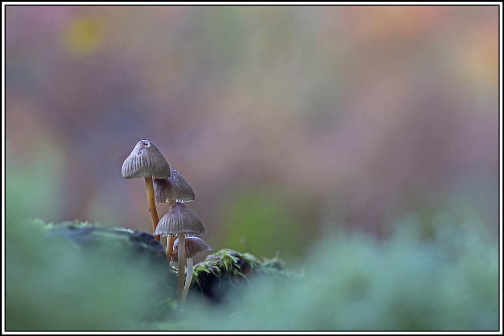 champignon(408).jpg